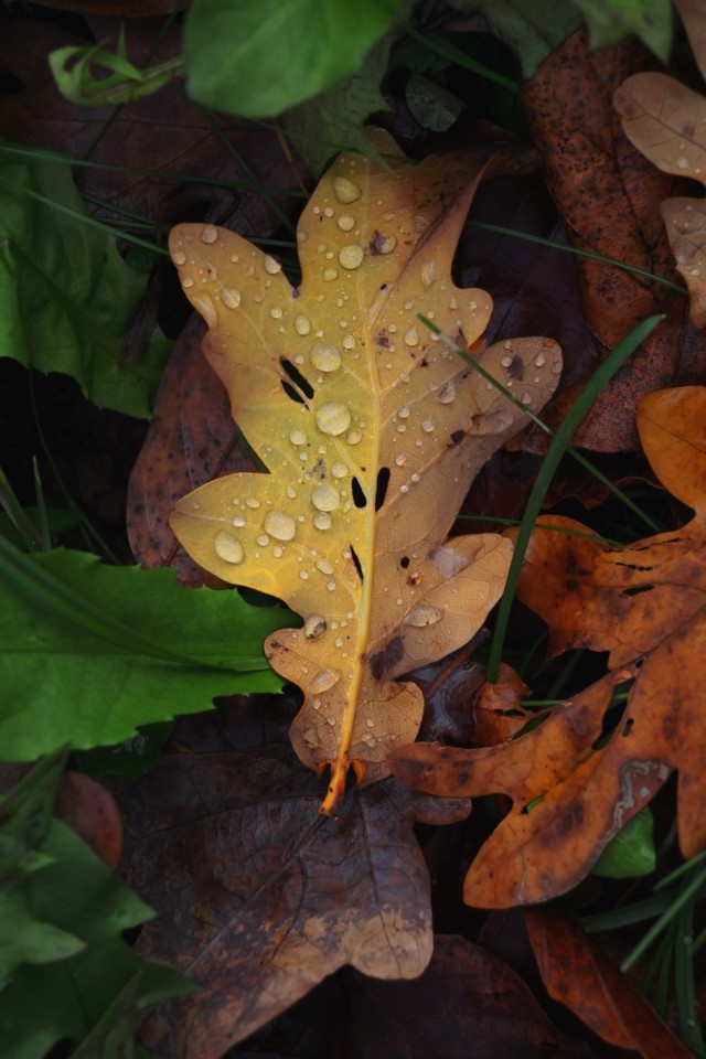 Canon EOS R50, White + RF-S 18-45mm F4.5-6.3 IS STM Kit MILC 24,2 MP CMOS 6000 x 4000 Pixel Bianco