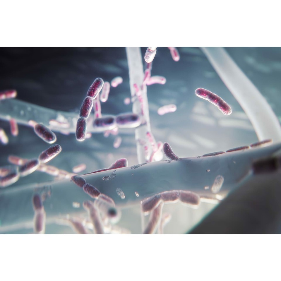 Electrolux EFFBRZ2 Filtro per purificatore d'aria