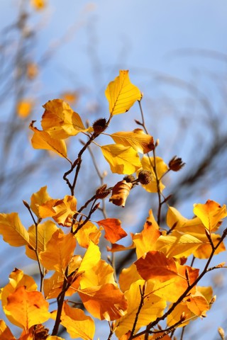 Canon EOS R50, Black + RF-S 18-45 IS STM + RF-S 55-210mm F5-7.1 IS STM Kit MILC 24,2 MP CMOS 6000 x 4000 Pixel Nero