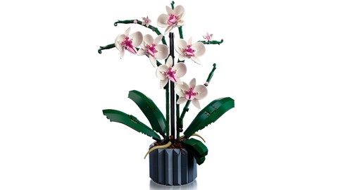 LEGO Botanicals 10311 Orchidea, Set per Adulti da Collezione, Hobby Creativi, Modellino da Costruire con Fiori Finti e Vaso